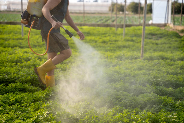 Best Ant Control Services  in Gainesville, VA