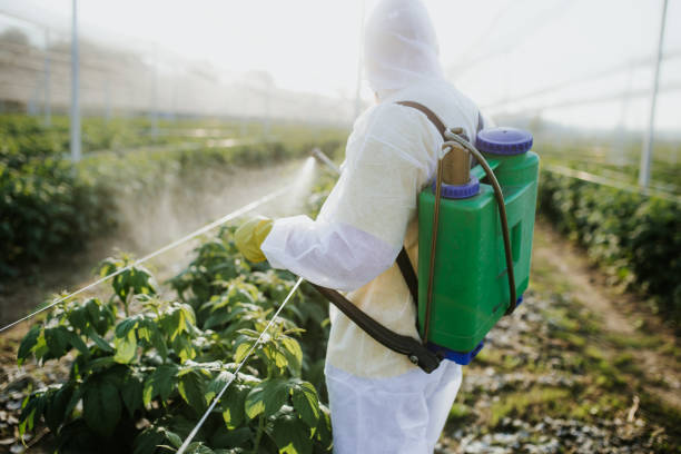 Best Wasp Removal Services  in Gainesville, VA